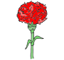 Carnation Picture