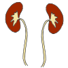 Kidneys Picture
