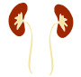 Kidneys Stencil
