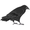 crow+says+%22caw%22 Picture