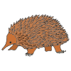 Spiny Anteaters Picture
