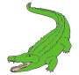 Alligator Picture