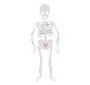Skeleton Stencil
