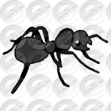 Ant Picture