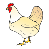 poulet Picture