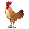 My+rooster Picture