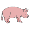 swine Picture