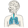 Los+pulmones+dan+aire+para+hablar. Picture