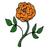 Orange Rose Picture
