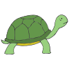 turtle Picture