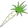 White Carrot Picture