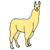 llamas Picture