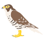 Peregrine Falcon Stencil