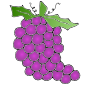 Grapes Picture