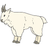Mountain Goat Picture