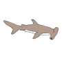 Hammerhead Shark Picture