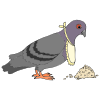 Hungry Pigeon Picture