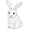 bunny+-+conejo Picture