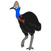 Cassowary Picture