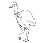 Cassowary Outline