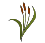 Cattails Picture