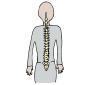 Spine Picture