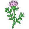 thistle_+a+flower+with+soft+pedals Picture