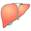 Liver Picture