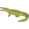 a+crocodile Picture