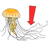 jellyfish Picture