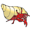 Hermit Crab Picture