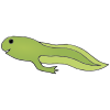 amphibian Picture