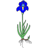 Blue+Flower Picture