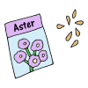 Aster Seeds Picture