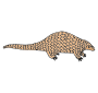 Pangolin Picture