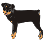 Rottweiler Picture