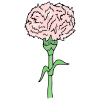 Carnation Picture