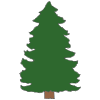 evergreen+tree Picture