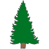 Pine Picture