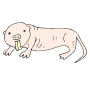 Naked Mole Rat Picture