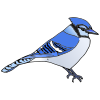 blue+bird Picture