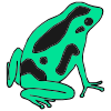 The+green+frog Picture