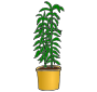Plant Picture