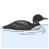 Loon Picture