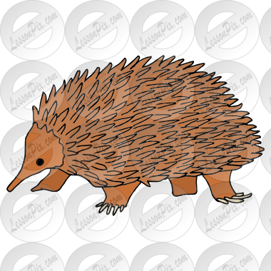 Spiny Anteaters Picture
