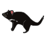 Tasmanian devil Picture