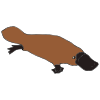 the+platypus Picture
