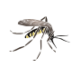 Mosquito Stencil