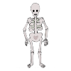 I+see+a+skeleton+looking+at+me_+Skeleton_+skeleton_+what+do+you+see_ Picture