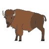 bison Picture